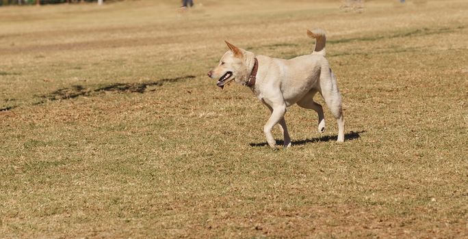 Elderly yellow Labrador mix dog playing at a dog park in summer