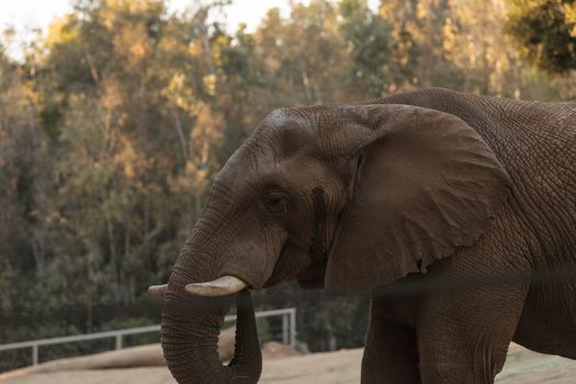 Elephant, Loxodonta Africana, behavior indicates a keen intelligence and awareness among these animals.