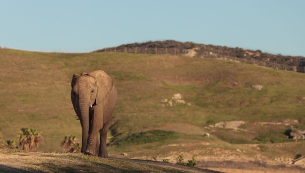 Elephant, Loxodonta Africana, behavior indicates a keen intelligence and awareness among these animals.