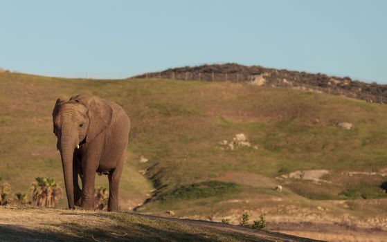 Elephant, Loxodonta Africana, behavior indicates a keen intelligence and awareness among these animals.