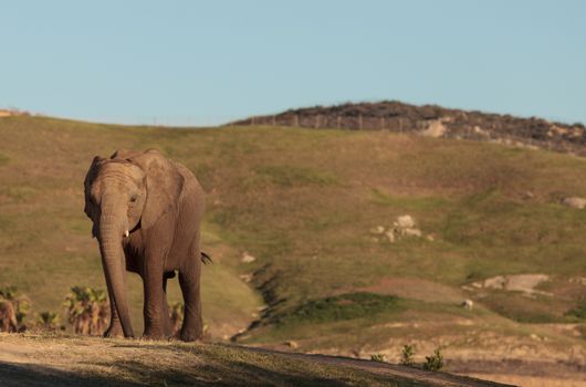Elephant, Loxodonta Africana, behavior indicates a keen intelligence and awareness among these animals.