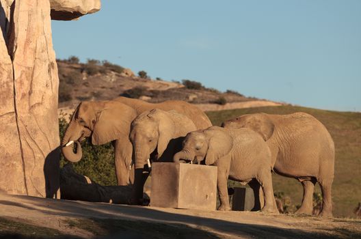 Elephant, Loxodonta Africana, behavior indicates a keen intelligence and awareness among these animals.