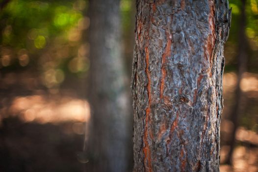 Closeup tree in the forest with sun rays 