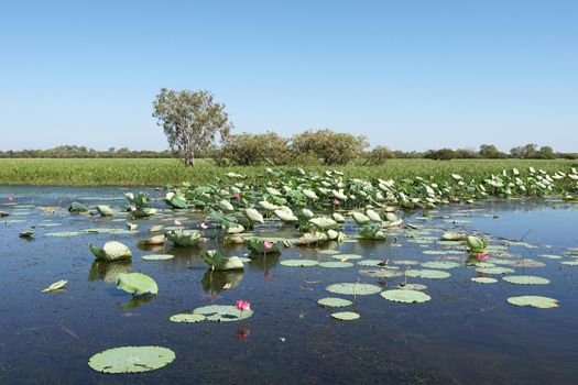 Landscape of the Kakadu National Park close to Yellow Water, Australia