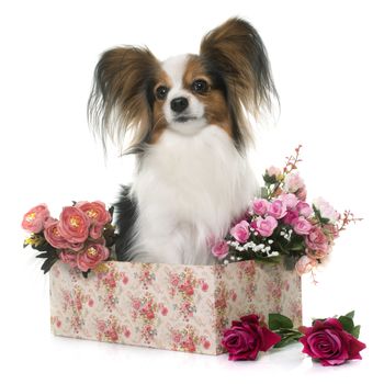 papillon dog in front of white background