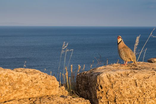 Golden hour on the seaside in Greece. Pheasant sitting on the rock. Blue calm sea in the background. Blue sky.