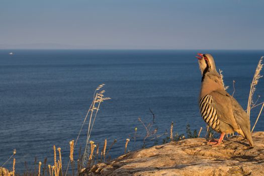 Golden hour on the seaside in Greece. Pheasant sitting on the rock. Blue calm sea in the background. Blue sky.