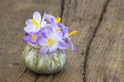 crocus flowers - fresh spring flowers