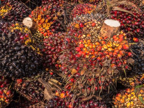 Palm Oil Fruits on the floor at Thailand.