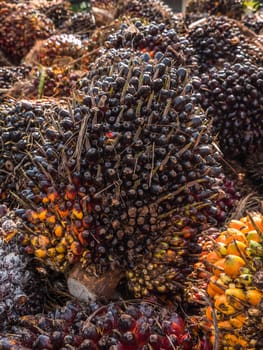 Palm Oil Fruits on the floor at Thailand.