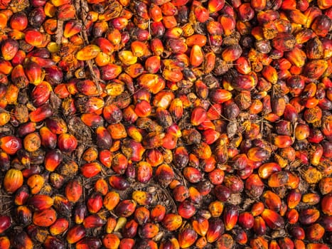 Oil palm fruits before processing in Thailand.