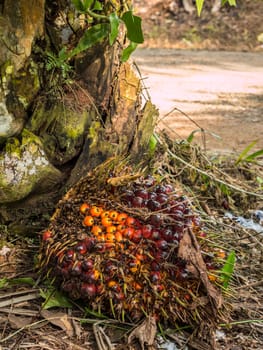 Close up of Palm Oil fruits on the plantation floor.