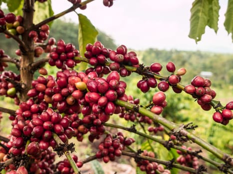 pure red bunch of coffee seeds in a plantation almost nearing harvesting.