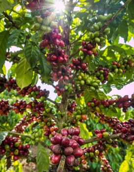 pure red bunch of coffee seeds in a plantation almost nearing harvesting and sunray.