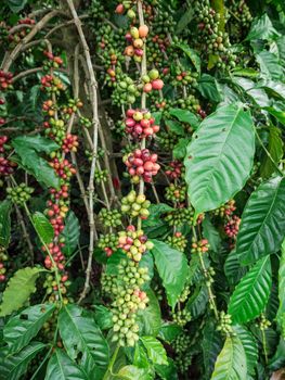 Coffee seeds in a plantation, Thailand.