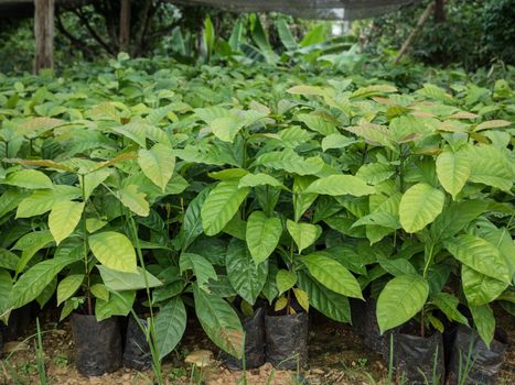 Coffee seedlings plant in a nursery, Thailand.