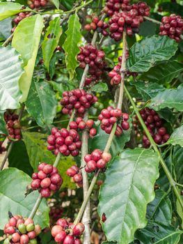 Coffee seeds in a plantation, Thailand.