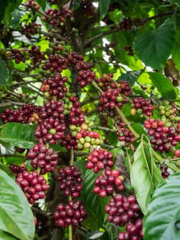 Coffee seeds in a plantation, Thailand.