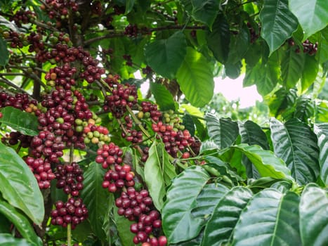 Coffee seeds in a plantation, Thailand.