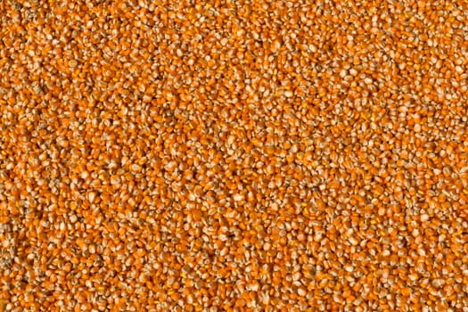 Corn seed texture, agriculture background.