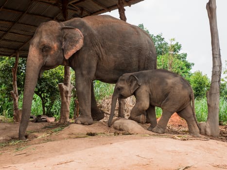 A mother elephant with her baby at elephant village, Thailand.