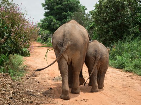 Rear view of an elephant with her baby at elephant village, Thailand.