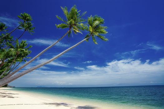 View of nice tropical  beach  with some palms around