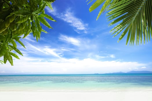 View of nice tropical  beach  with some palms