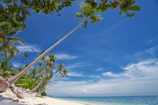 View of nice tropical  beach  with some palms