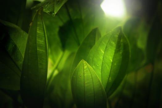 close up view of  tropical plant on color back