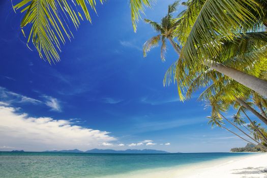 View of nice tropical  beach  with some palms