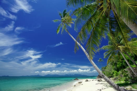 View of nice tropical  beach  with some palms