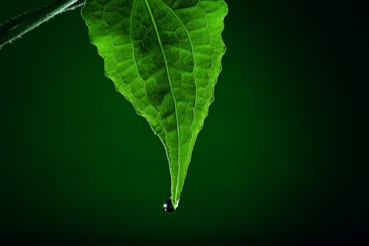 close up view of nice fresh leaf on green back