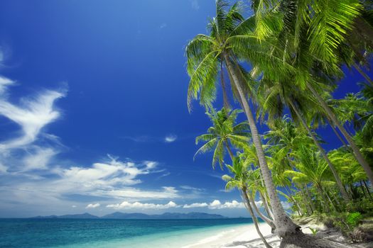 View of nice tropical  beach  with some palms around