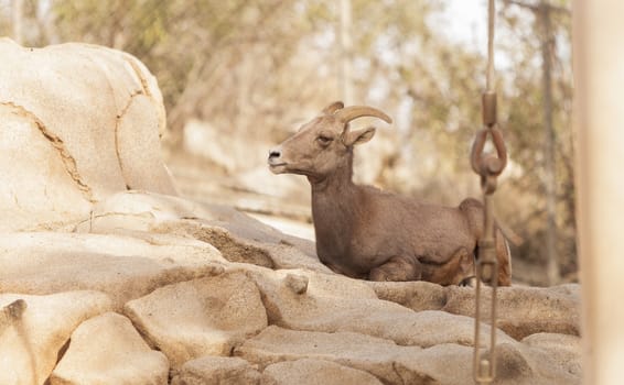 Desert Bighorn sheep, Ovis canadensis, in the desert in California, United States and in parts of Mexico in the mountains.
