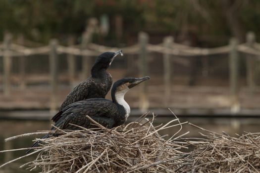 Double-crested Cormorant, Phalacrocorax auritus, is a black fishing bird found in lakes and rivers in North America