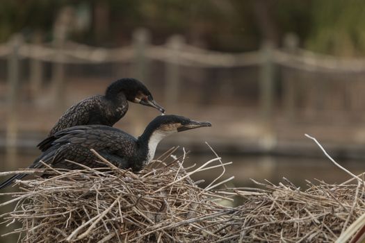 Double-crested Cormorant, Phalacrocorax auritus, is a black fishing bird found in lakes and rivers in North America