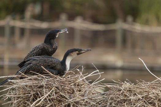 Double-crested Cormorant, Phalacrocorax auritus, is a black fishing bird found in lakes and rivers in North America
