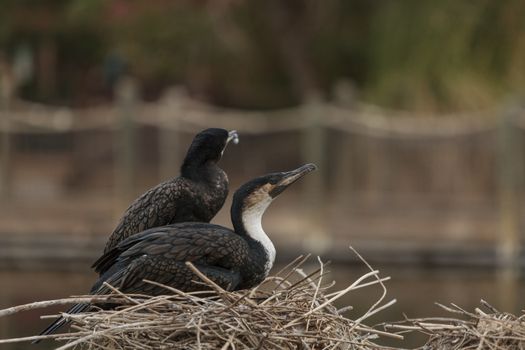 Double-crested Cormorant, Phalacrocorax auritus, is a black fishing bird found in lakes and rivers in North America