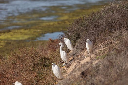 Snowy Egret, Egretta thula, bird forages in a marsh in Huntington Beach, Southern California, United States