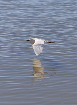 Great egret bird, Ardea alba, stands in the bushes above the upper Newport bay in Newport Beach, California, United States.