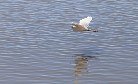 Great egret bird, Ardea alba, stands in the bushes above the upper Newport bay in Newport Beach, California, United States.