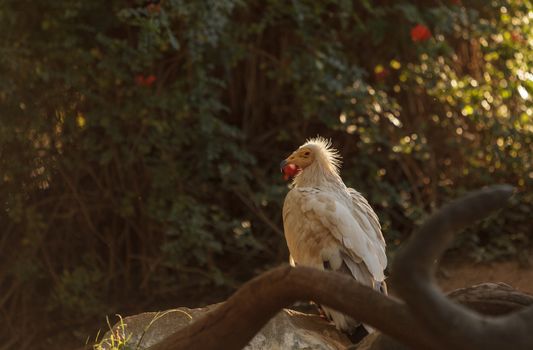 Egyptian vulture, Neophron percnopterus, is also known as the pharaoh’s chicken and the white scavenger vulture. This bird is a carnivore found in dry climates.