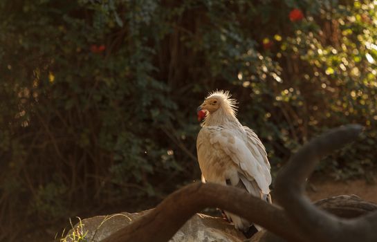 Egyptian vulture, Neophron percnopterus, is also known as the pharaoh’s chicken and the white scavenger vulture. This bird is a carnivore found in dry climates.