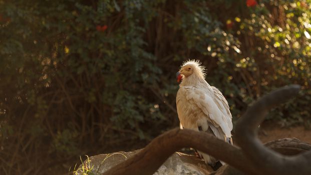 Egyptian vulture, Neophron percnopterus, is also known as the pharaoh’s chicken and the white scavenger vulture. This bird is a carnivore found in dry climates.