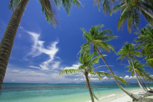 View of nice tropical  beach  with some palms