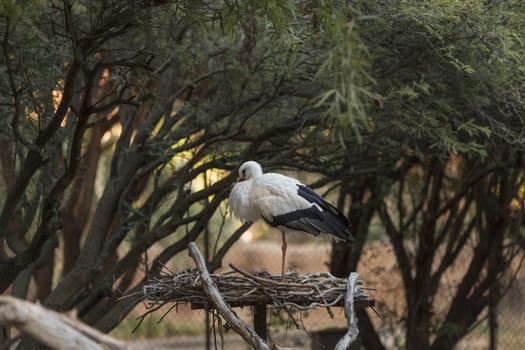 European White stork, Ciconia ciconia, is a bird found in Africa and the Indian subcontinent.