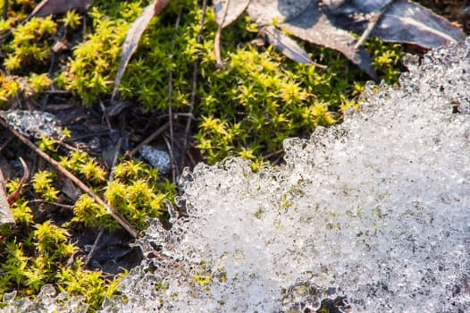 moss and ice on the river in the spring