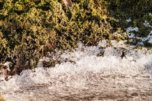 moss and ice on the river in the spring