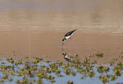 Black-necked stilt, Himantopus mexicanus, shore bird in spring, fishing in a marsh pond in Irvine, California, United States.